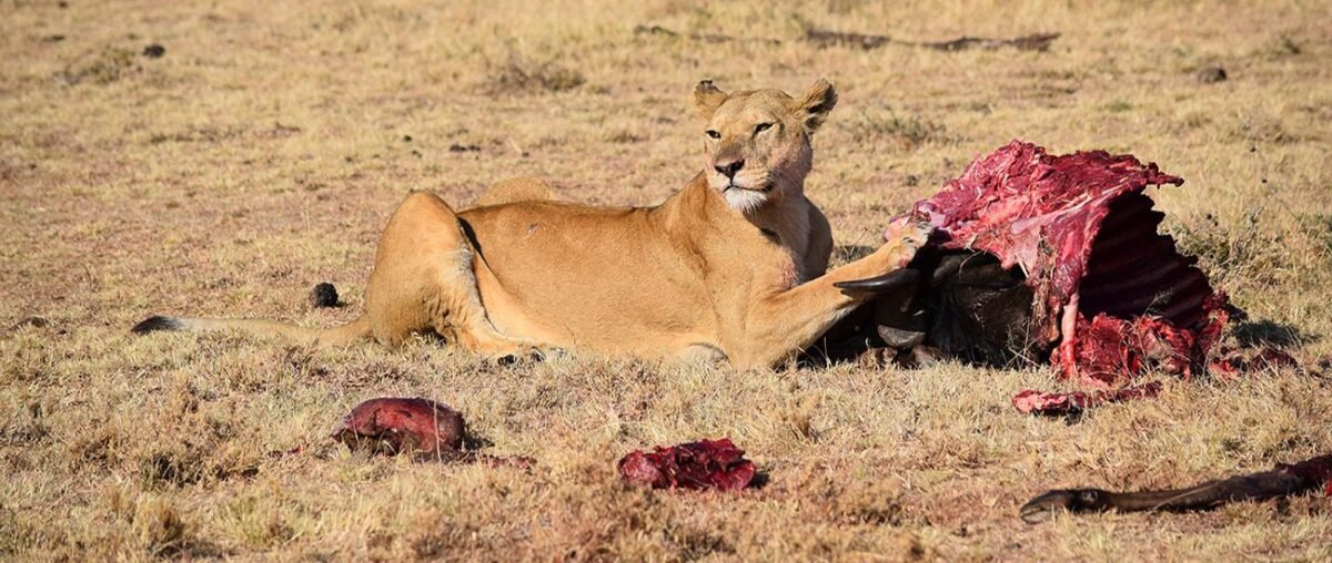The experience you can have selected the best from the Nairobi to Masai Mara packages