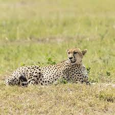 Great reason to keep Amboseli National Park in your safari bucket list