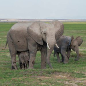 Nairobi Safari Tours