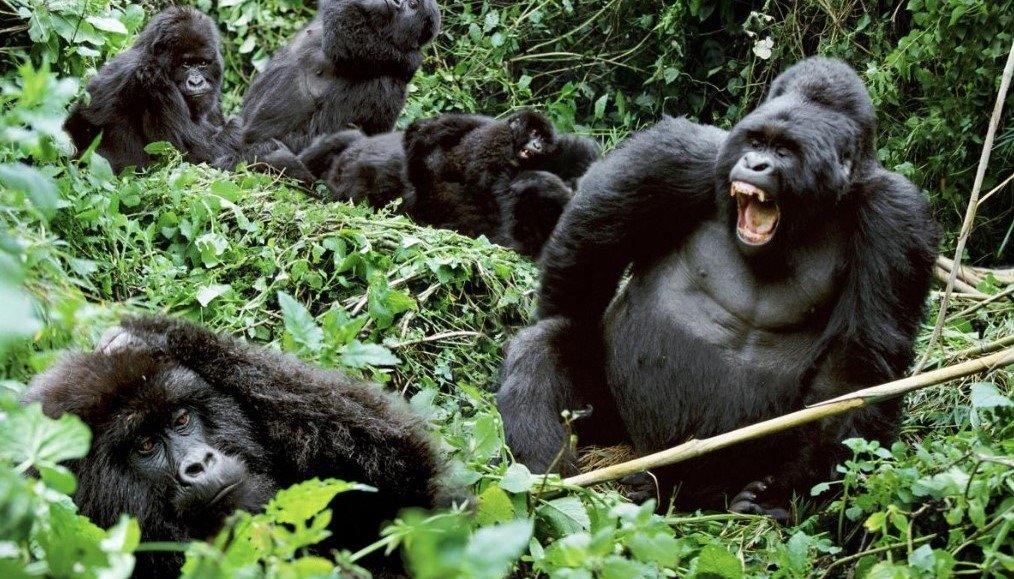 What to expect during gorilla trekking in Uganda