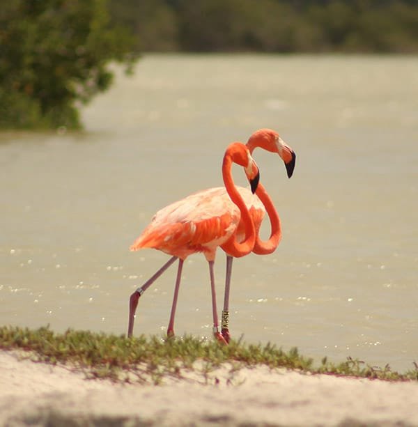 Rio Lagartos Flamingo Pink Lakes- a hidden gem to explore in Mexico