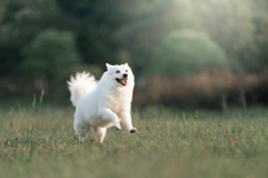 Capturing Pets – Few Tricks and Tips for Effortless Pet Studio Photography