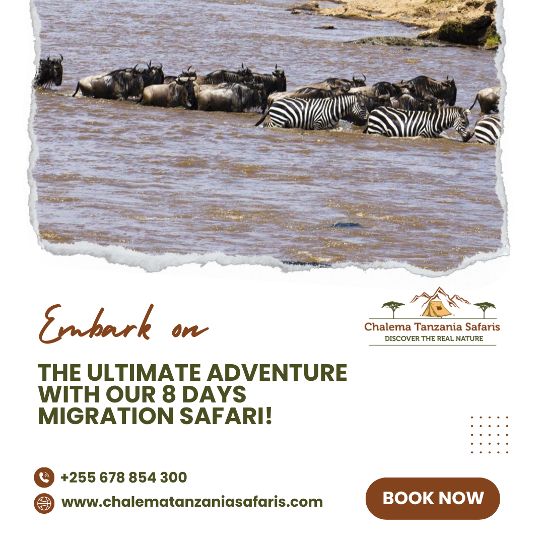 How Travelers Can Benefit From Tailor-Made Migration Safaris