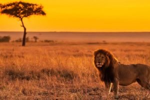 Tanzania tours and safaris