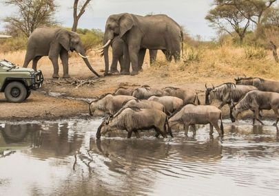The Factors that Influence the Cost of a Safari in Tanzania