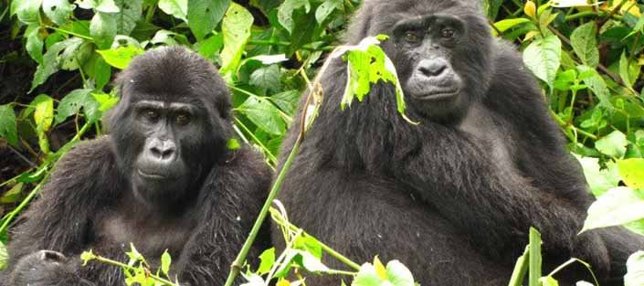 Planning Your Dream Gorilla Trekking Experience in Uganda