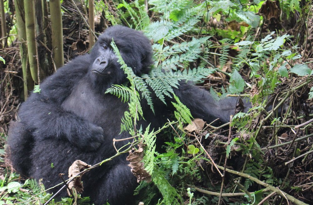Luxurious Safari Adventure Amidst Nature’s Finest Treasures- Explore Rwanda