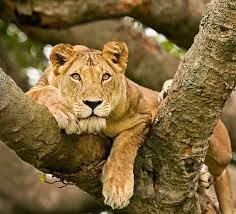 Experience an Exciting Kenya Safari Tour with Safari Seekers