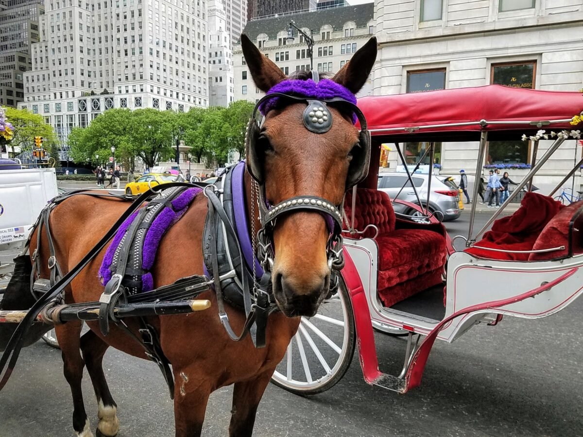 A Comprehensive Guide to Booking a Carriage Ride in Central Park, NYC