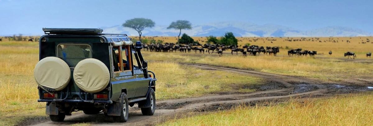Demystifying Your Dream Adventure: Understanding Tanzania Safari Costs