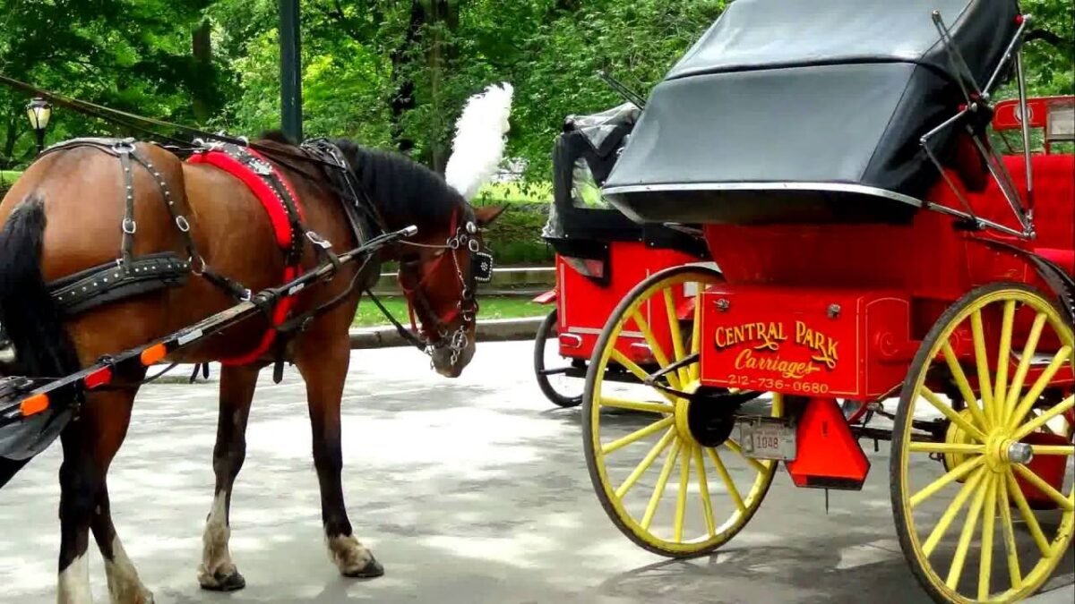 Romance and Relaxation: Central Park Carriages in New York City