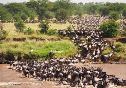 Experiencing Natural Wonders: The Excellence of a 6 Days Ndutu Migration Calving Safari