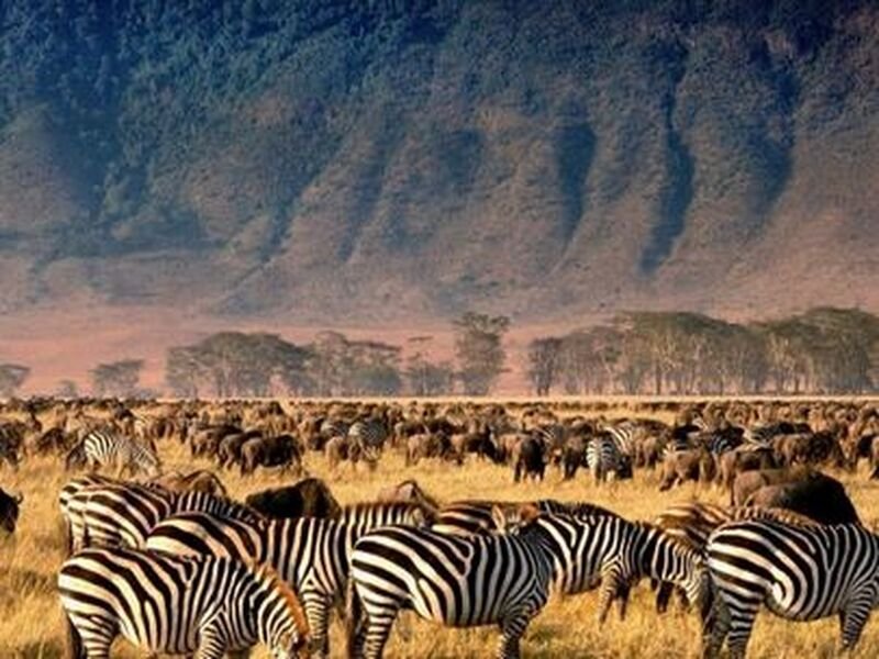 Experience the Great Migration in 8 Days Safari