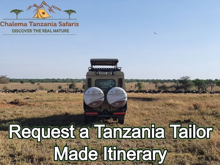 Embark On A Safari Adventure In Tanzania & Discover The Wonders From Very Close