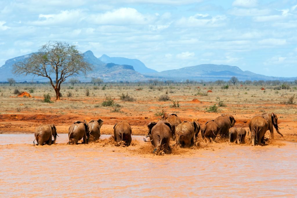 African safari in Kenya