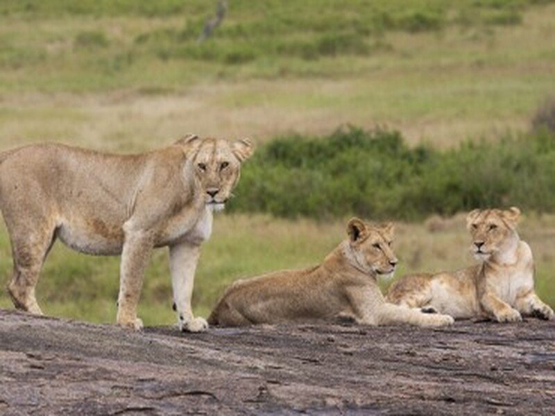 Probable Factors To Consider While Selecting The Optimal Time For A Safari In Tanzania.