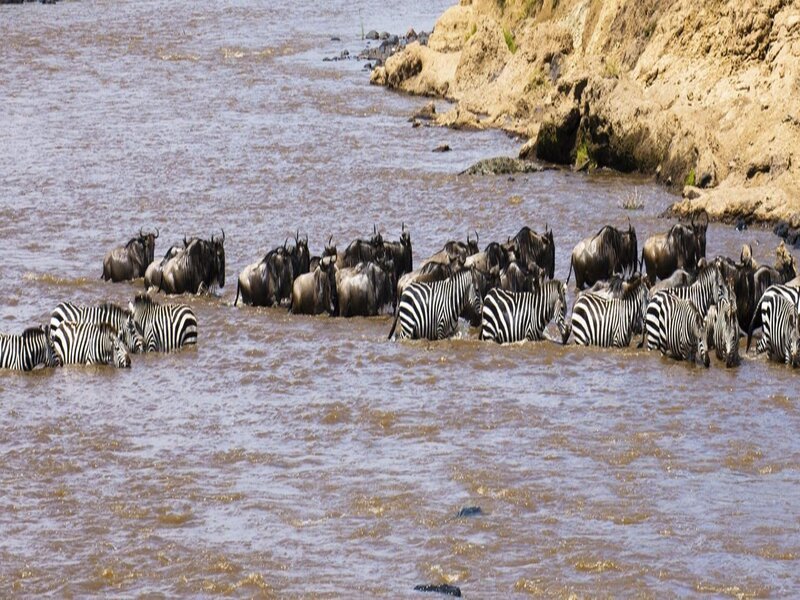 The right 6 Days Ndutu Migration Calving Safari