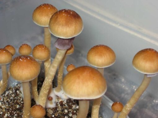 Assortment of immune-boosting mushrooms.