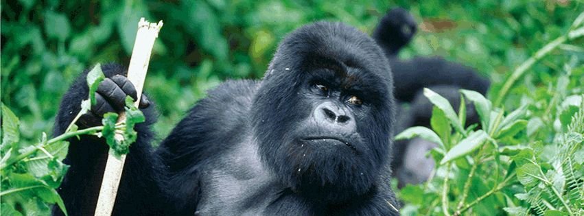 Unlocking Rwanda’s Secrets: Gorilla Safari Awaits?