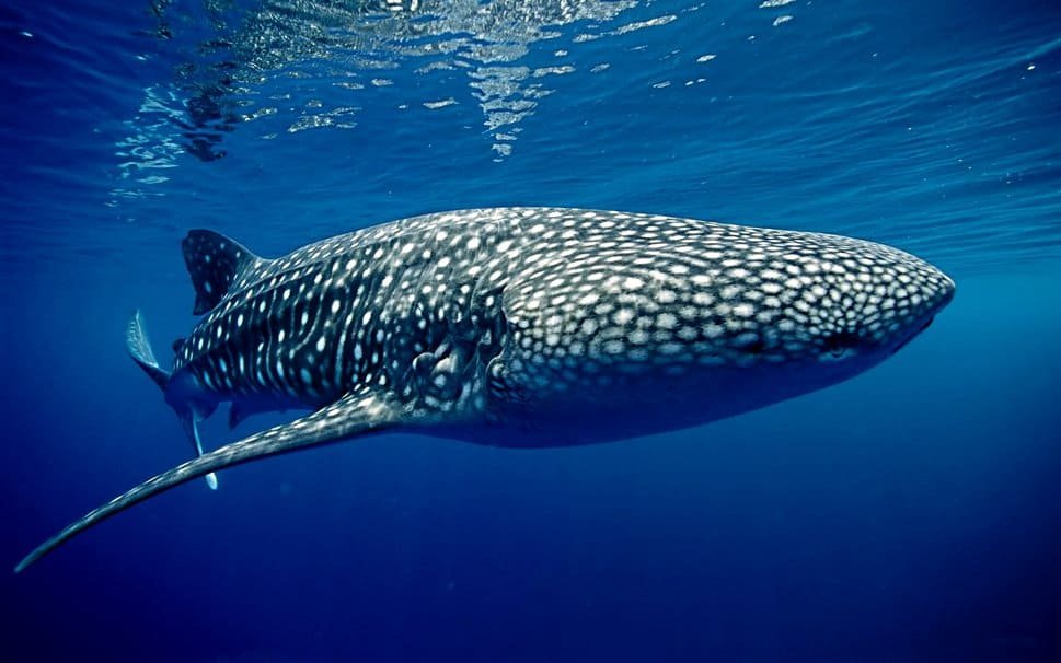 A close-up view of a whale shark's distinctive