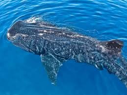 Nature of a whale shark 