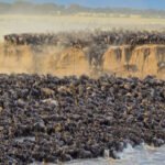 5-days-wildebeest-migration-camping-safari