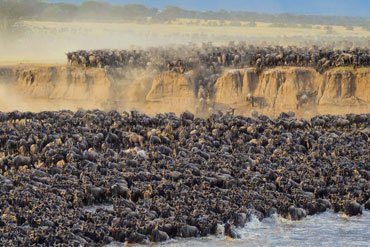 Wildebeest Calving Safari: Explore The Spectacle That Showcases The Life Cycle In Its Purest Form