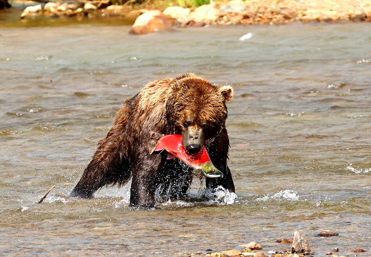 Alaska Brown Bear Tours: A Transformative Journey into the Wild