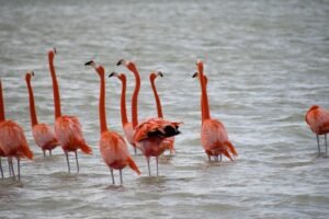 Colorful landscape of Rio Lagartos Pink Lakes featuring flamingos