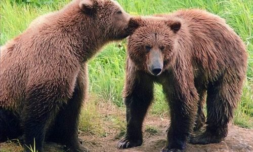 Experience the Majesty of Alaska’s Brown Bears