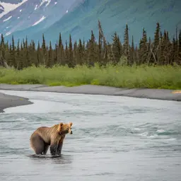 Explore the Best Bear Viewing Tours in Alaska’s Wilderness